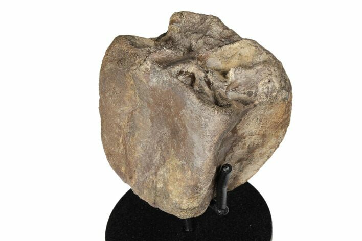 Fossil Hadrosaur Vertebra With Stand - Judith River Formation #192998